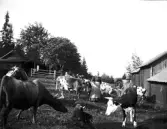 Norrbo fäbod, Torsåker, Hofors kommun. Två kvinnor, en man och en liten pojke tillsammans med några kor och ett lamm.