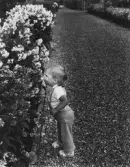 Barn luktar på blommorna vid Centralverkstädernas kolonistugeområde, 1960-tal