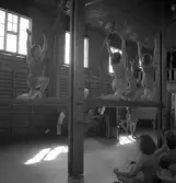 Avslutning vid Grimslövs folkhögskola.
Uppvisning av kvinnliga gymnaster i gymnastiksalen.