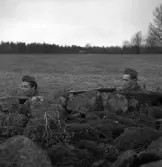Hemvärnet. 20/4, 1941.
Några hemvärnssoldater har lagt sig i skydd bakom en 
stengärdesgård.
