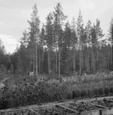 Falun, Omkring Grycksbo.