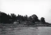 Strandkant på Limön utan vass och havtorn med stuga och träd längs med stranden, 1946.