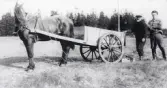 Potatisupptagning med Wilhelm Grönqvist och drängen Nestor Zetterberg samt häst med kärra för potatisen.