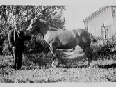 Oskar Svensson i Kroken visar upp en häst på gården Bergagård, Rolfstorp. Fototid: Tidigt 1930-tal