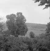 Falun, kring Hosjö. St. Främsbacka och tvåstammig lind och dalen upp mot Sveden (Småtäkt).