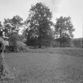 Säter, antagligen Solvarbo. Lind vid bryggmästare Pettersson.