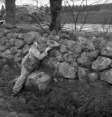 Hemvärnet. 20/4, 1941.
En man i hemvärnsuniform har lagt sig i skjutposition bakom en
stengärdesgård. 
I bakgrunden skymtar man en buss på en landsväg, möjligen Telestadsvägen.