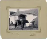 Slaktare Andersson och Gustav Löfgren med en tjur, Uppsala