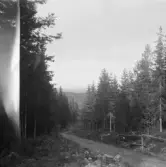 Falun, Björnmyra, Sundborn.