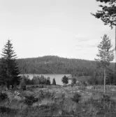 Falun, Karlsby, Sundborn. Toxen & Toxberget och enen vid Karlsby fäbodar.