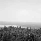 Falun, Hinsåsen, Sundborn. Hinsen från Hinsåsens brandtorn.