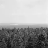 Falun, Hinsåsen, Sundborn. Hyen från Hinsåsens brandtorn.