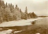 Dalälven rinnande längs med snötäckt och trädbevuxen strandkant.