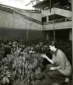 Landala 
Landalagången