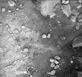 Björskog sn Åsta 2:3 Arkeologisk undersökning p g a breddning av väg 510 av Vlm / Henry Simonsson 6 - 24/8 1962 Rapport i Vlm:s arkiv.
Negativ till fotokarta

Koordinater X 110 Y 230   2
Samhör med:  inv.nr 14641 - 14642