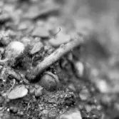 Romfartuna sn Äs RAÄ 119 Arkeologisk undersökning utförd av Vlm / Åke Hyenstrand och Ann Nilsson 1967
A3 Stenkista, raserad, belägen vid grustagskant NNÖ respektive Ö om gravfältet.