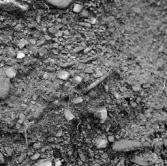 Romfartuna sn Äs RAÄ 119 Arkeologisk undersökning utförd av Vlm / Åke Hyenstrand och Ann Nilsson 1967
A3 Stenkista, raserad, belägen vid grustagskant NNÖ respektive Ö om gravfältet.