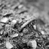 Romfartuna sn Äs RAÄ 119 Arkeologisk undersökning utförd av Vlm / Åke Hyenstrand och Ann Nilsson 1967
A3 Stenkista, raserad, belägen vid grustagskant NNÖ respektive Ö om gravfältet.