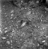 Romfartuna sn Äs RAÄ 119 Arkeologisk undersökning utförd av Vlm / Åke Hyenstrand och Ann Nilsson 1967
A3 Stenkista, raserad, belägen vid grustagskant NNÖ respektive Ö om gravfältet.