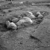 Romfartuna sn Äs RAÄ 119 Arkeologisk undersökning utförd av Vlm / Åke Hyenstrand och Ann Nilsson 1967
A5 Stenkista (Södra delen) efter rensning.