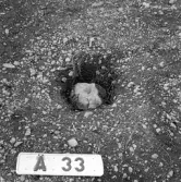 Romfartuna sn Äs RAÄ 119 Arkeologisk undersökning utförd av Vlm / Åke Hyenstrand och Ann Nilsson 1967
A8 Husgrund, markerad av lerklining, härdar och stolphål.
A33 Stolphål
Samhör med:  Inv.nr 18164