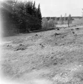 Romfartuna sn Äs RAÄ 119 Arkeologisk undersökning utförd av Vlm / Åke Hyenstrand och Ann Nilsson 1967
Översikt av gravfältet.