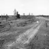 Romfartuna sn Äs RAÄ 119 Arkeologisk undersökning utförd av Vlm / Åke Hyenstrand och Ann Nilsson 1967
Översikt av gravfältet.