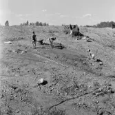 Romfartuna sn Äs RAÄ 119 Arkeologisk undersökning utförd av Vlm / Åke Hyenstrand och Ann Nilsson 1967
Grusåsen med gravfältet vid Äs.
Samhör med:  Inv.nr 18164