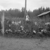 Falun, Gallsjön, Skuggarvet, Sundborn, Augusta Bonde i blomstergården, Gallsjön.