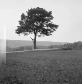 Falun, Gallsjön, Skuggarvet, Sundborn.