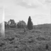 Falun, Finngärds, Sundborn. Finngärds fäbodar.