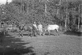 Två män hämtar hästar i en hage, 1920-tal