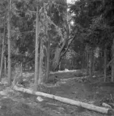 Falun, Finnbodarna, Sundborn.