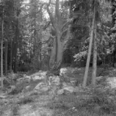 Falun, Finnbodarna, Sundborn.