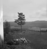 Falun, Sundborn, Skuggarvet. Tall på Hornberget och Gallsjödalen. Stadsberget i bakgrunden.