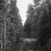 Falun, Sundborn, Skuruhäll. Rågatan mellan Bergslagets och Kopparbergs Hofors skogsmark från Skuruhäll.