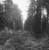 Falun, Sundborn, Skuruhäll.