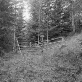 Borlänge, Stora Tuna. Ormgranen i Werner Erikssons hage.