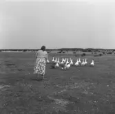 En kvinna lockar på en flock gäss som går på Ölands alvar.