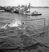 Evedal, 1943. 
Vattenpolomatch.