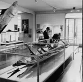 Bilden tagen i samband med dendrokronologisk provtagning av Björkebåten, vid Länsmuseet Gävleborg.
Lars Lövstrand, Uppsala och Peder Mellander, Länsmuseet Gävleborg.