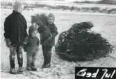 Fotografi på Karin, Lasse och Annika med en julgran liggandes på marken och en som håller i en julkärve, 1968. Text på kortet: 