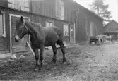 Häst utanför stall, Alunda, Uppland