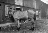 Häst utanför stall, Alunda, Uppland