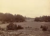 Estö