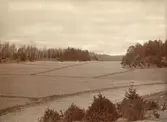 Estö