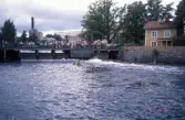 Paddling i Svartån på Båtens dag, 1994-06-03