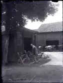 En kvinna hugger ved i Stensjö by. Kvinnan står vid en vedbod och håller en yxa i handen. Vedboden är i skiftesverk och har faltak. Hon är klädd i en kortärmad blus och kjol. Hon har en duk knuten runt huvudet. Runt henne syns huggbockar, ved i olika dimensioner och en mindre hög med färskt klenvirke med löven kvar i toppen. I förgrunden syns en hamlad lönn och i bakgrunden passerar en flock med nötkreatur framför en lada, även den i skiftesverk men med enkupigt tegel.