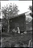 Karl Nilsson sitter vid en slipsten framför Dubbelboden i Stensjö by. Hilma Nilsson står upp och ser ut att förbereda en enklare måltid. Karl är klädd i arbetsskjorta, byxor och hatt. Hilma bär huckle, en grov blus med svarta knappar samt ett randig förkläde.
På marken bakom Karl står en sockerläda märkt Arlöf bitsocker. På väggen till Dubbelboden hänger ett antal lieorv med monterade blad. Framför står ett gammalt äppelträd med en skadad stam. Bakom trädet syns ett trästaket och ytterligare en slipsten. På staketet hänger olika kärl på tork, bland annat en vattenkanna. Marken i förgrunden är nyligen slåttrad.