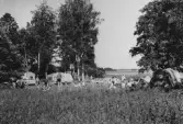 Camping i Stora Mellösa vid Hjälmaren, 1960-tal
